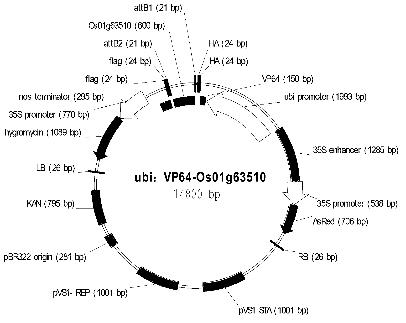 Application of synthetic transcription factor VP64-Os01g63510