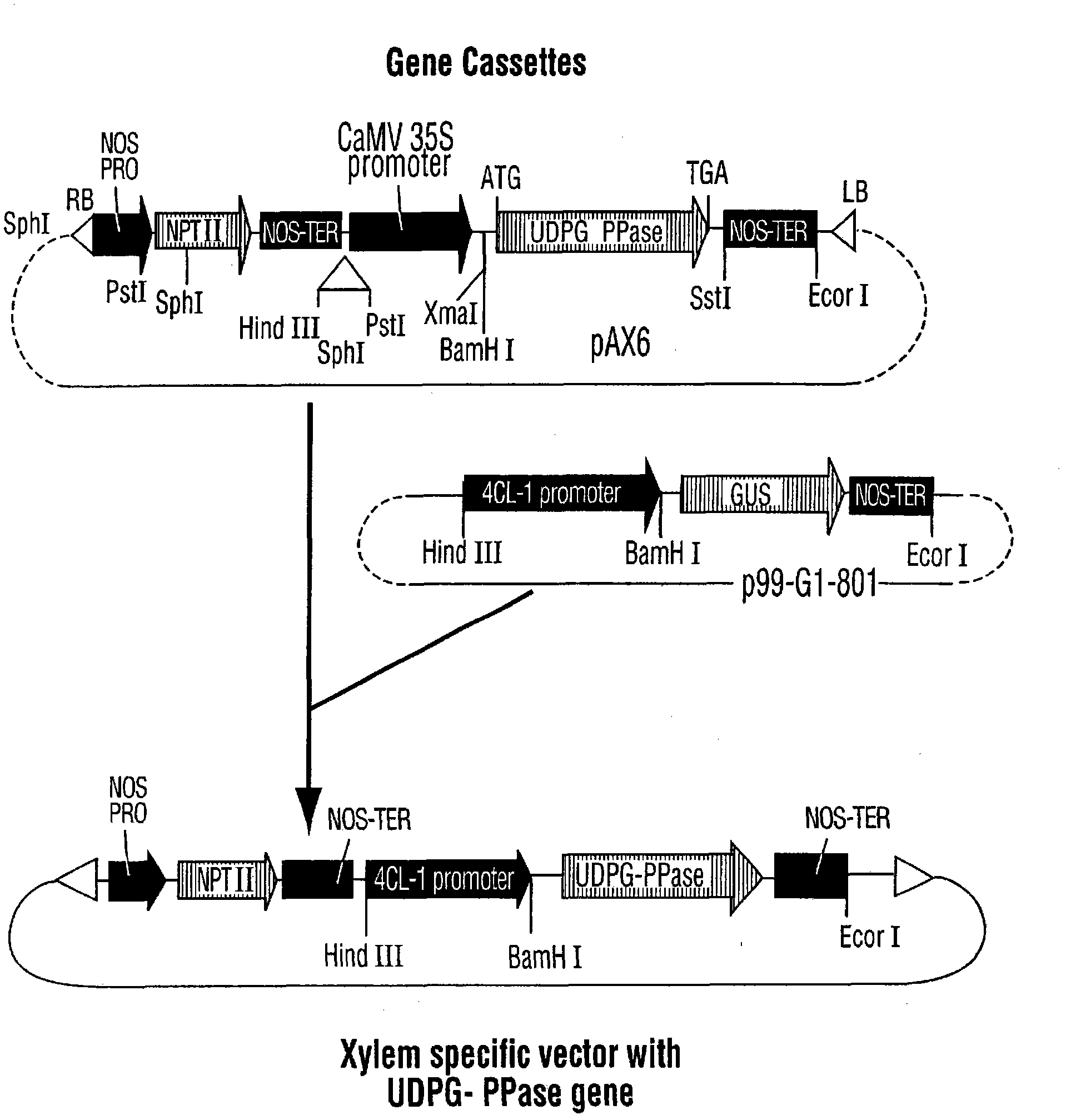 Method for promoting plant growth and increasing cellulose content and/or yield