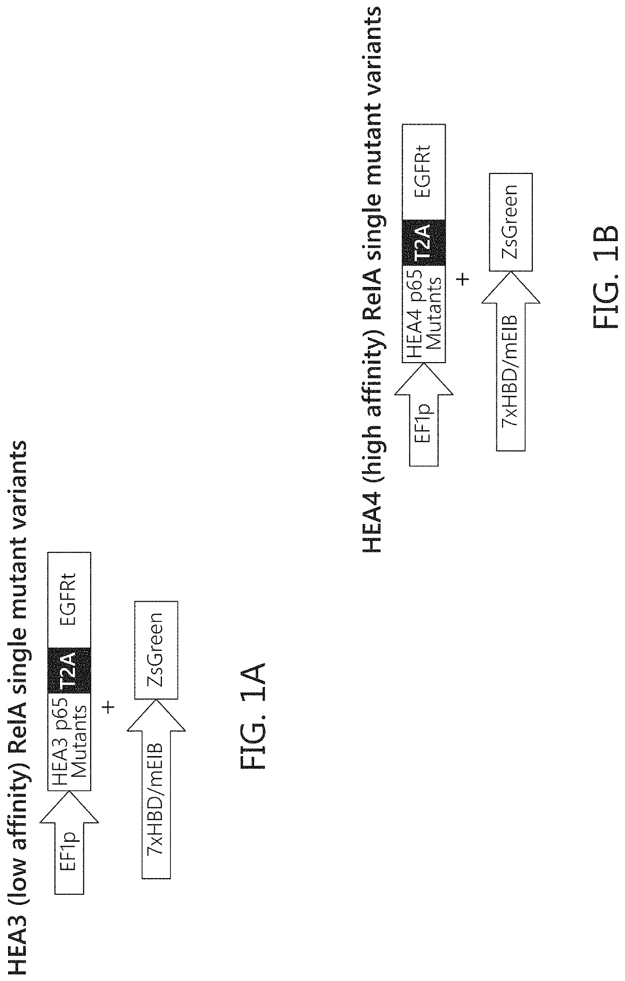 Chimeric transcription factor variants with augmented sensitivity to drug ligand induction of transgene expression in mammalian cells