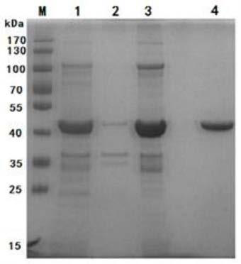 Mycoplasma ovipneumoniae antibody indirect ELISA detection kit