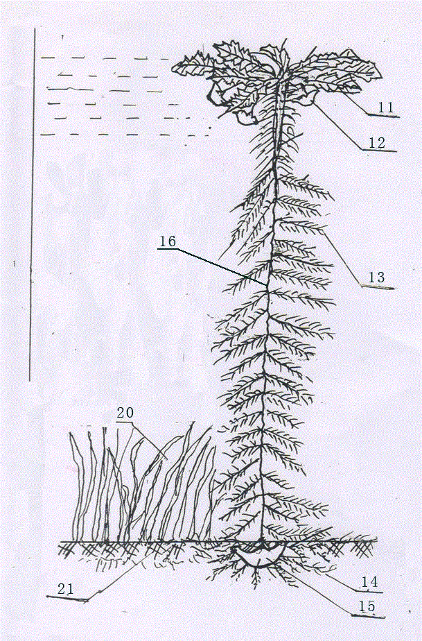 An algal-type, eutrophic lake water ecological restoration method