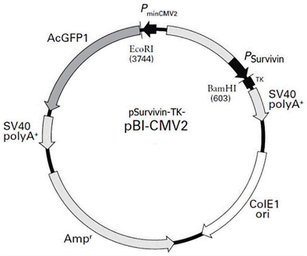 Survivin promoter-controlled suicide gene HSVtk eukaryotic expression vector