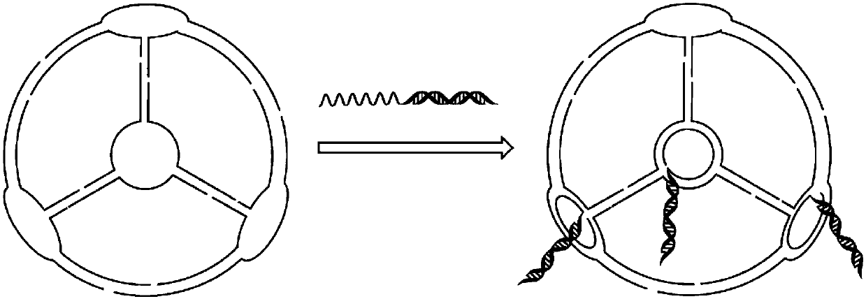 siRNA-DNA nanometer system for targetedly inhibiting Salmonella drug-resistance efflux pump gene acrA, and preparation method thereof