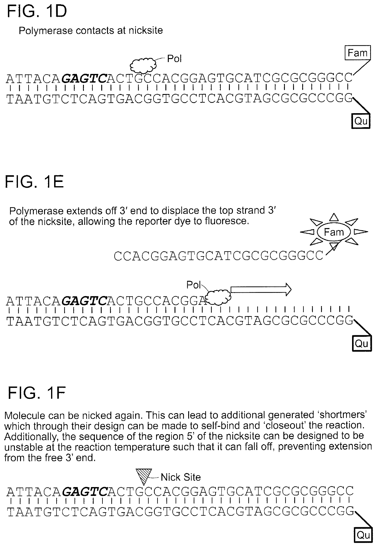 Compositions and methods for detecting nicking enzyme and polymerase activity using a substrate molecule