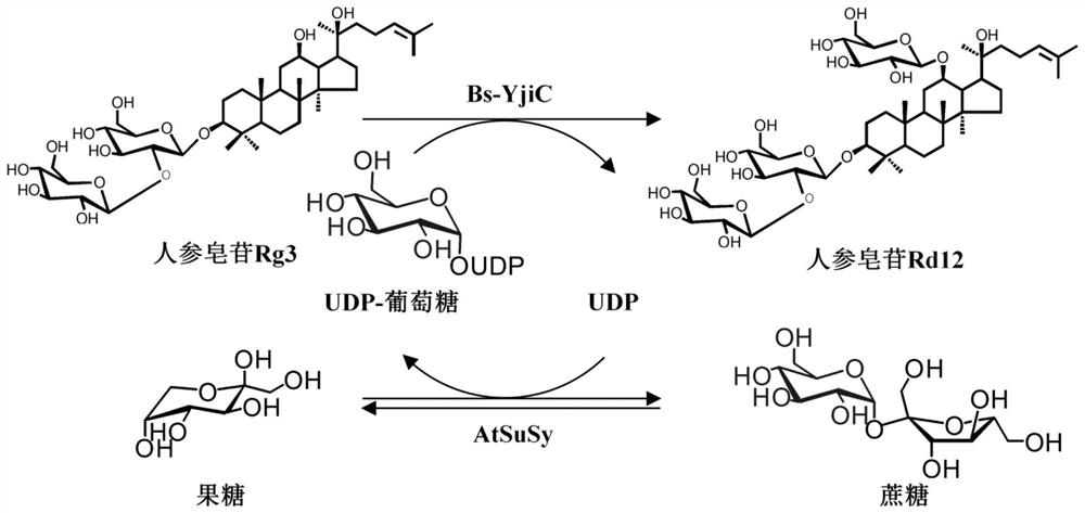 A kind of unnatural ginsenoside rd12 and its preparation method and application