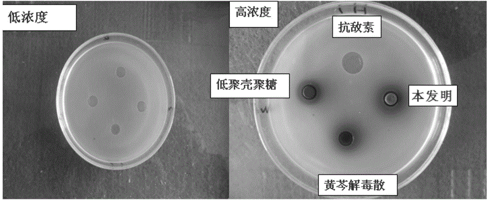 Traditional Chinese medicine composition for treating piglet diarrhea and chicken colibacillosis and preparation method thereof