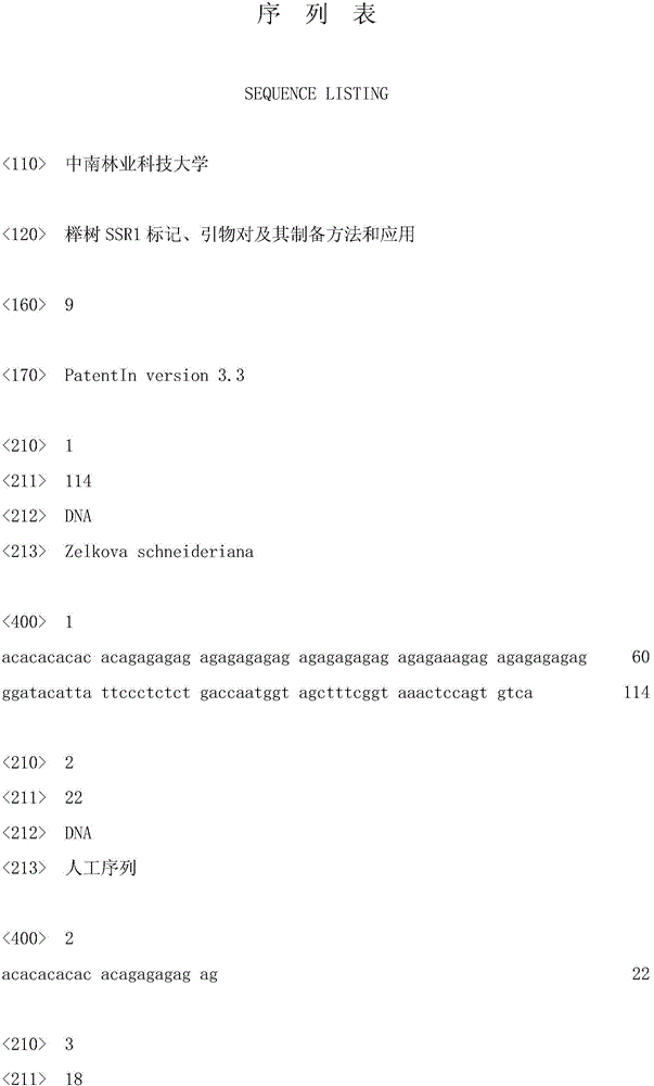 Beech ssr1 marker, primer pair, preparation method and application thereof