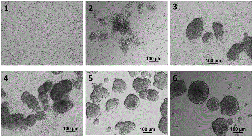 Technical method of efficiently culturing down producing goat hair follicle stem cell in vitro