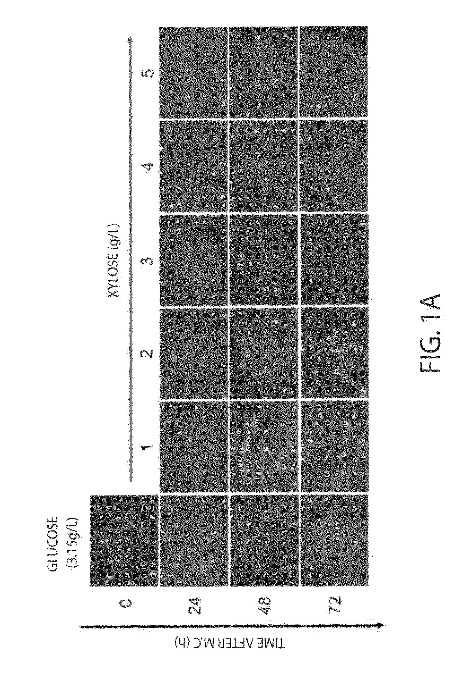 Maintenance medium for primate pluripotent stem cells