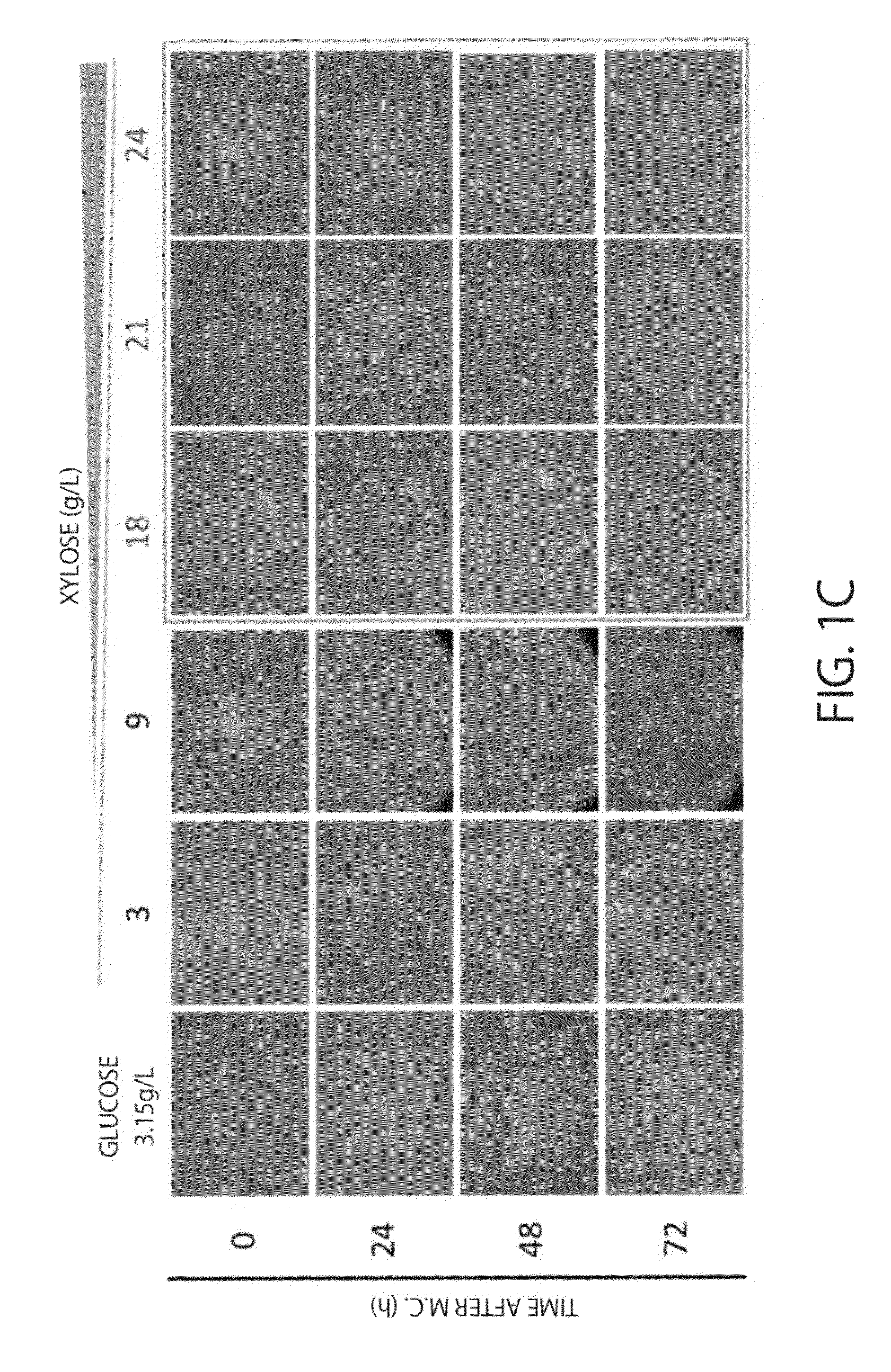 Maintenance medium for primate pluripotent stem cells