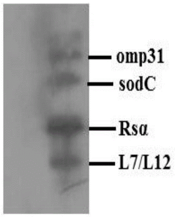 Construction method and expression method of coexpression vector of L7/L12, Omp31, Rs alpha and sodC Brucella immune proteins