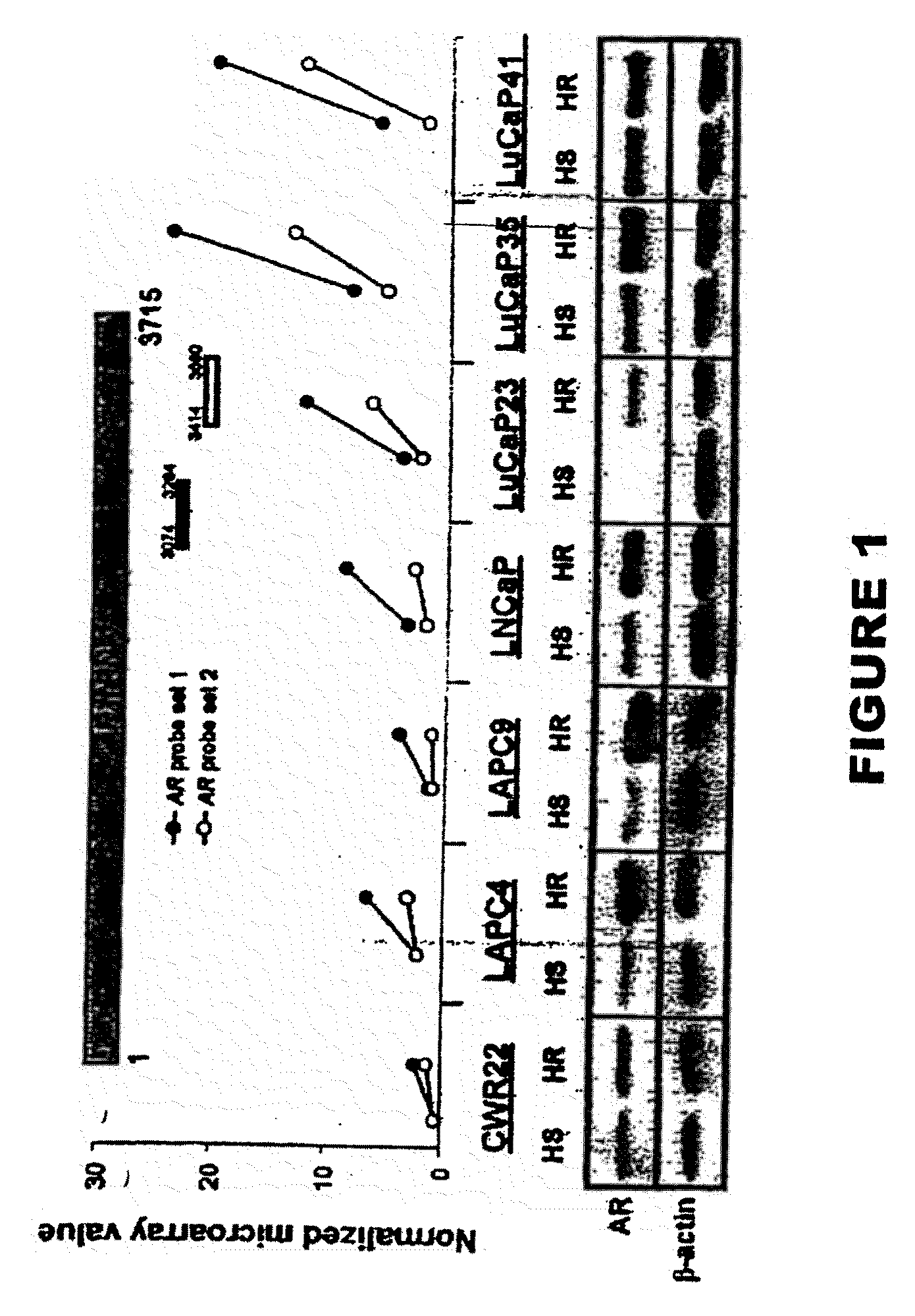 Methods and materials for assessing prostate cancer therapies and compounds