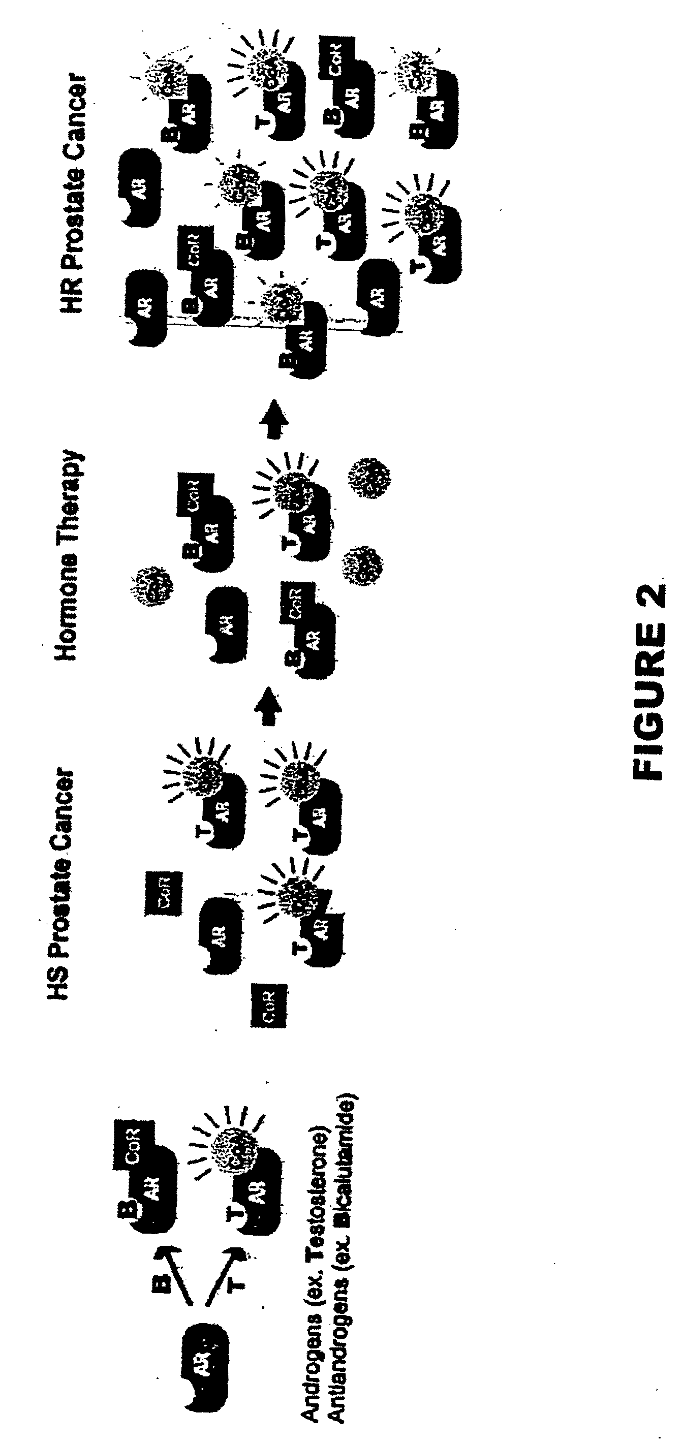 Methods and materials for assessing prostate cancer therapies and compounds