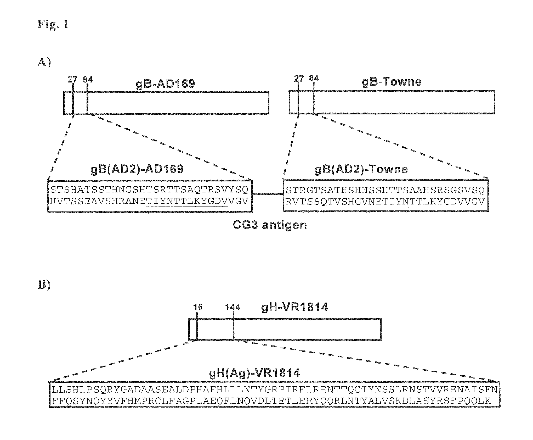 Antibodies Against Human Cytomegalovirus (HCMV)