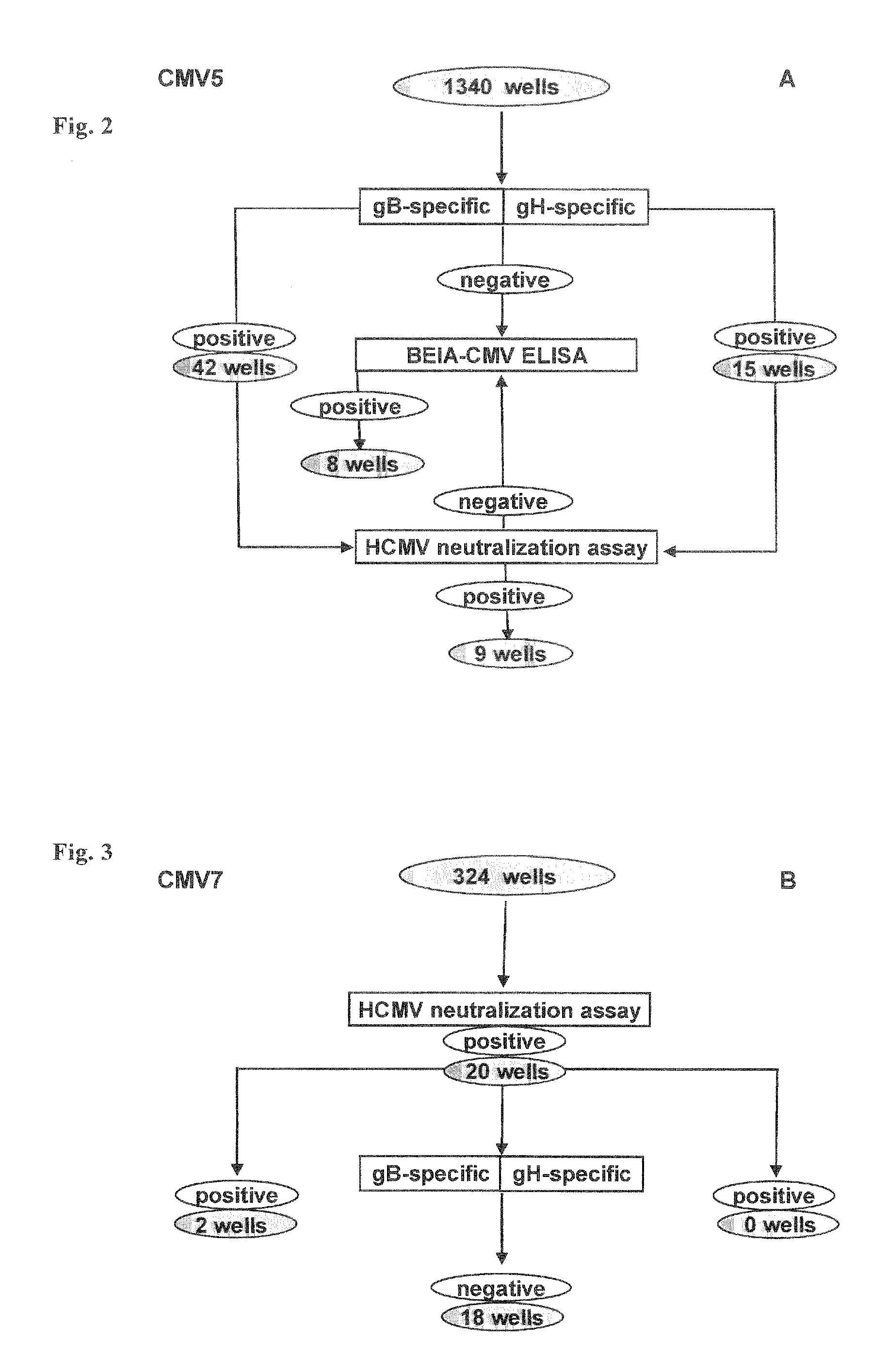 Antibodies Against Human Cytomegalovirus (HCMV)