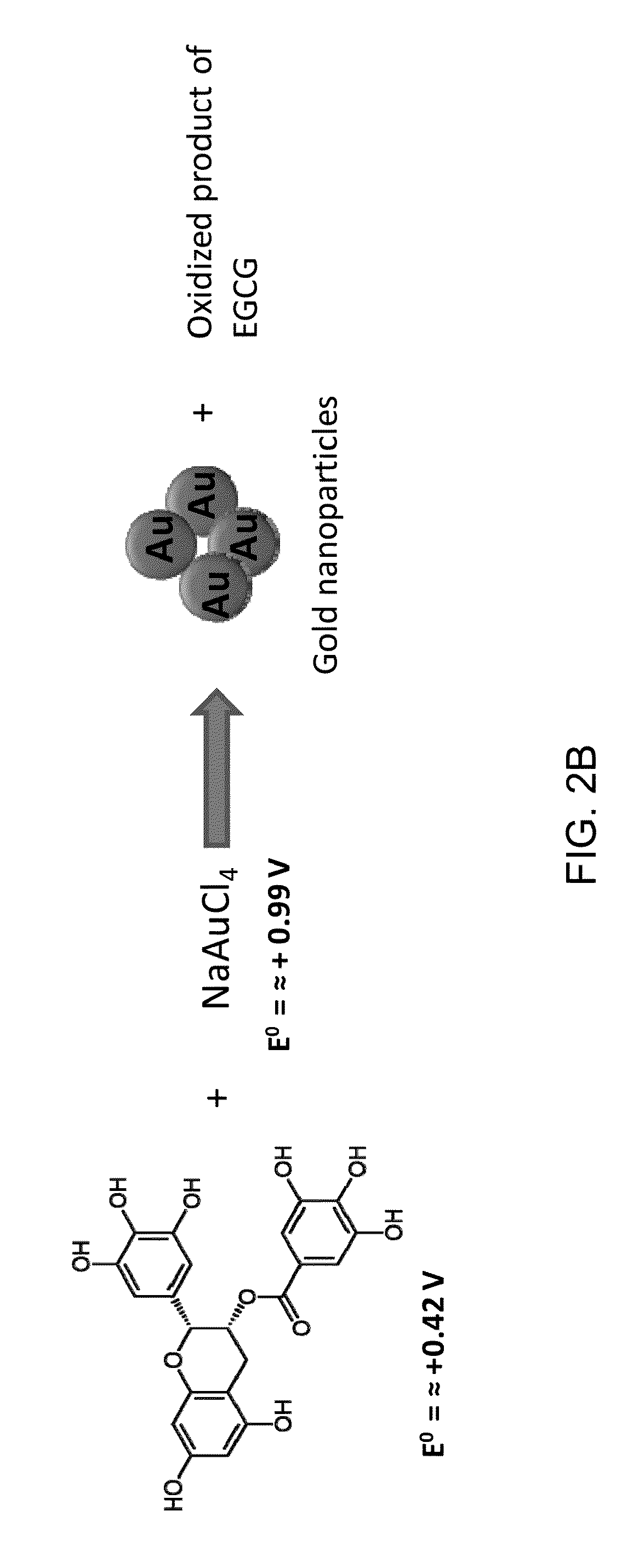 Egcg stabilized gold nanoparticles and method for making same