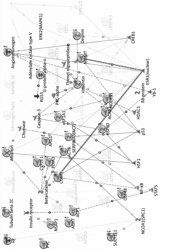 Method for constructing novel visual dynamic protein network reflecting proteome changes