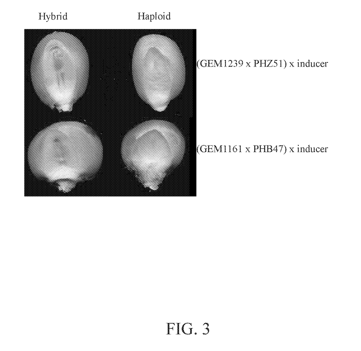 Haploid seed classification using single seed near-infrared spectroscopy