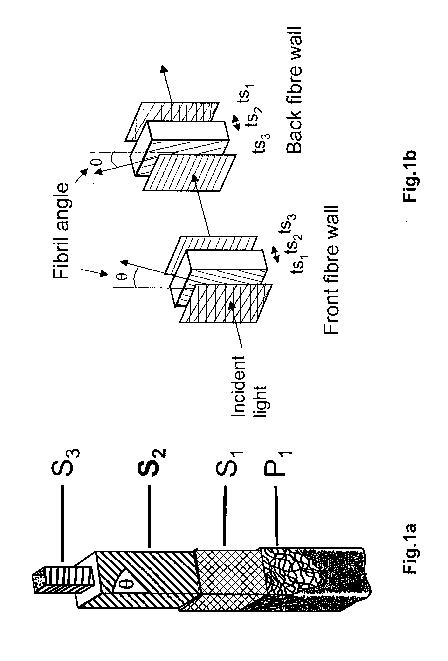 Circular polarized light method and device for determining wall thickness and orientations of fibrils of cellulosic fibres