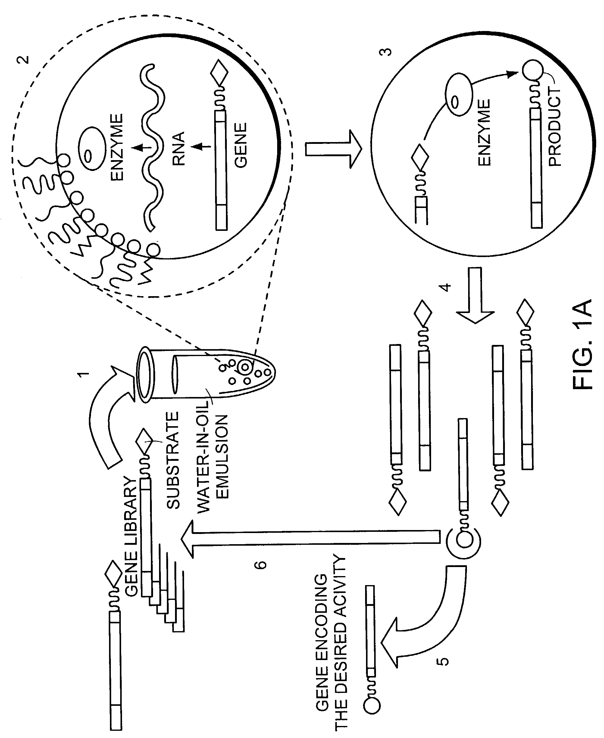 IN vitro sorting method