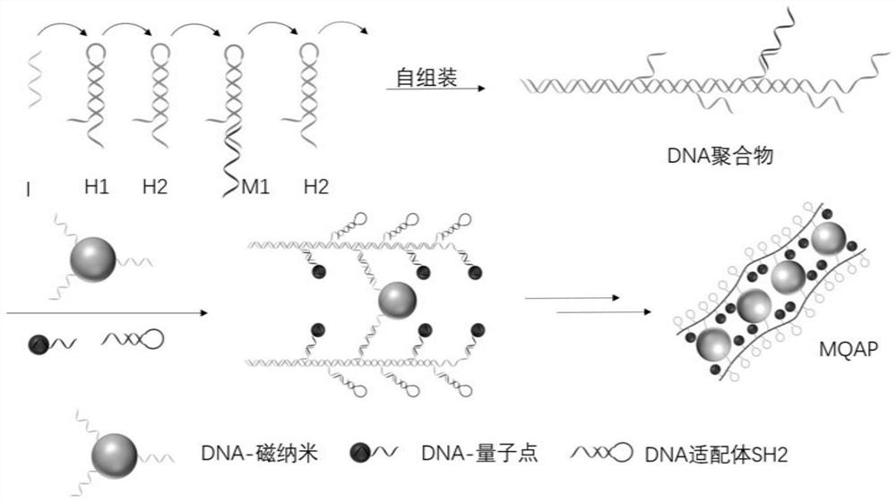 Magnetic Fluorescent Copolymer Nanoprobe Using DNA as Template and Its Application