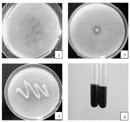 Ginseng growth-promoting bacteria fy4-2 and its application