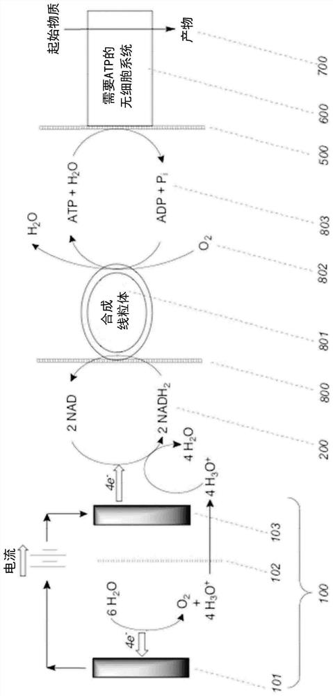 Cell-free composition for ATP regeneration and use thereof