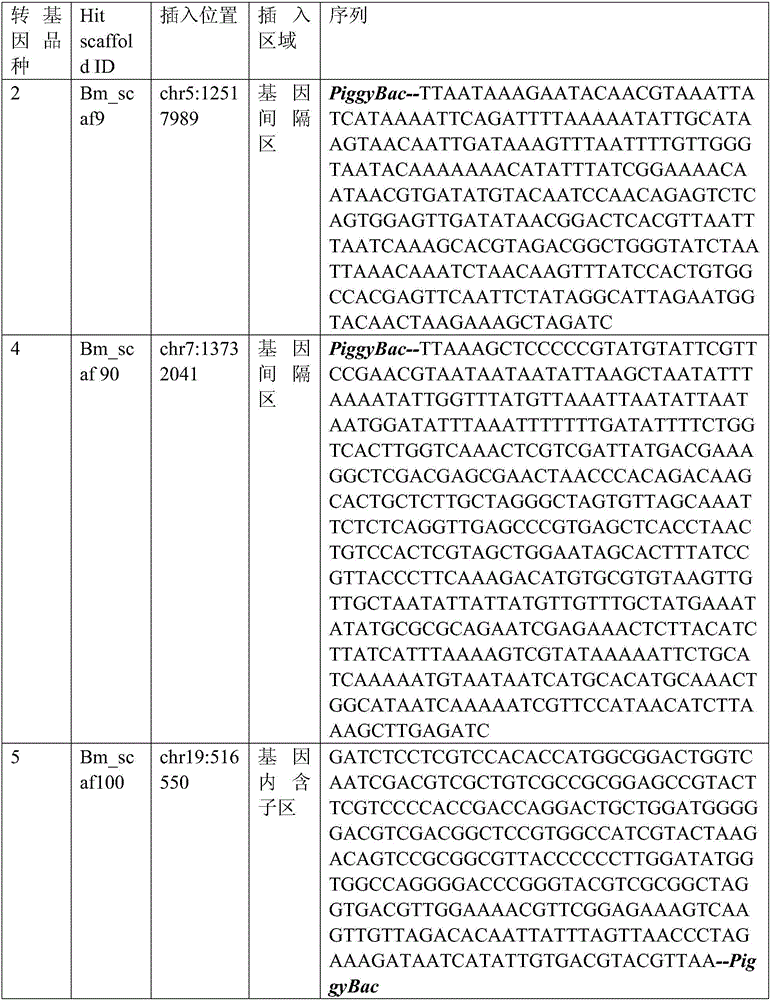 Bombyx mori middle silkgland bioreactor universal plasmid for expressing T4 ligase as well as application and method of universal plasmid