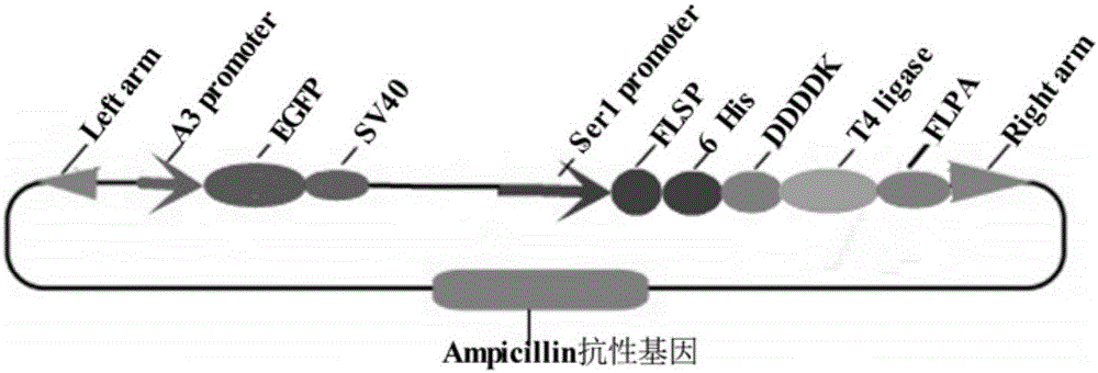 Bombyx mori middle silkgland bioreactor universal plasmid for expressing T4 ligase as well as application and method of universal plasmid