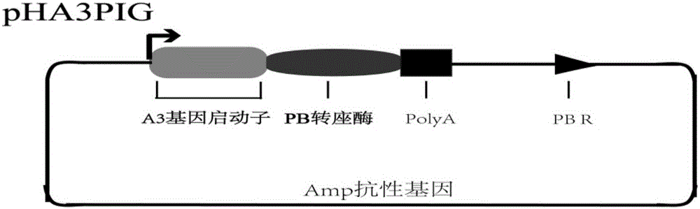 Bombyx mori middle silkgland bioreactor universal plasmid for expressing T4 ligase as well as application and method of universal plasmid