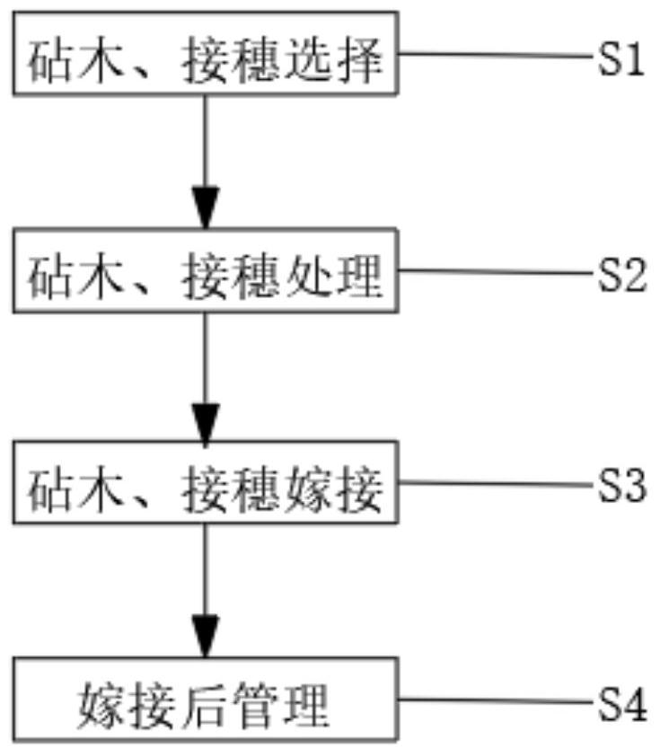 Purple tea grafting method with high survival rate