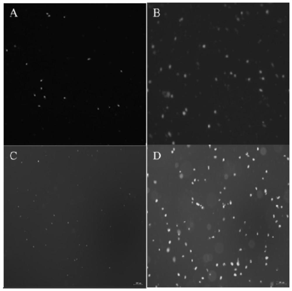 Application for inhibiting activity of trichomonas gallinae in vitro by using bile acid