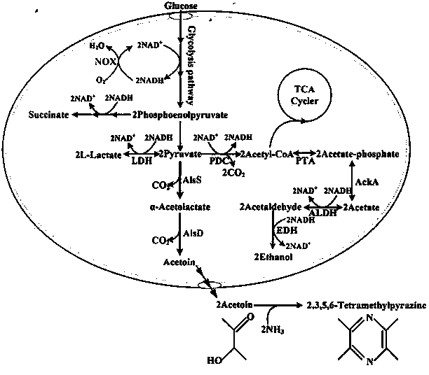 An Escherichia coli engineering bacterium for producing 2,3,5,6-tetramethylpyrazine and its application