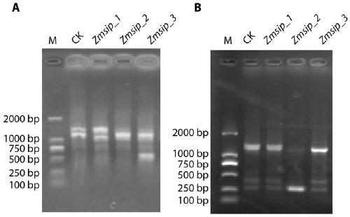 Experimental method for improving corn amylose content by knocking out SIP1 gene