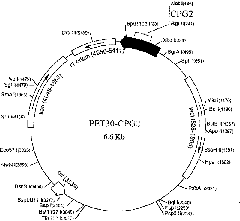 Recombinant carboxyl peptidase G2 expression vector and method for preparing recombinant carboxyl peptidase G2