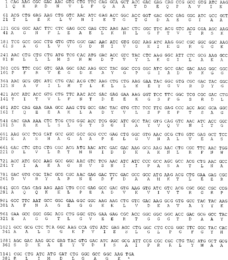 Recombinant carboxyl peptidase G2 expression vector and method for preparing recombinant carboxyl peptidase G2