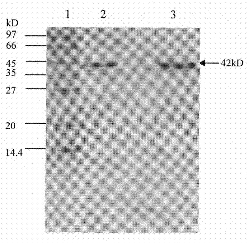 Recombinant carboxyl peptidase G2 expression vector and method for preparing recombinant carboxyl peptidase G2