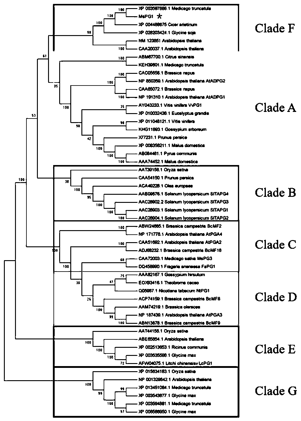 Medicago sativa WL525 polygalacturonase MsPG1 and encoding gene and application thereof