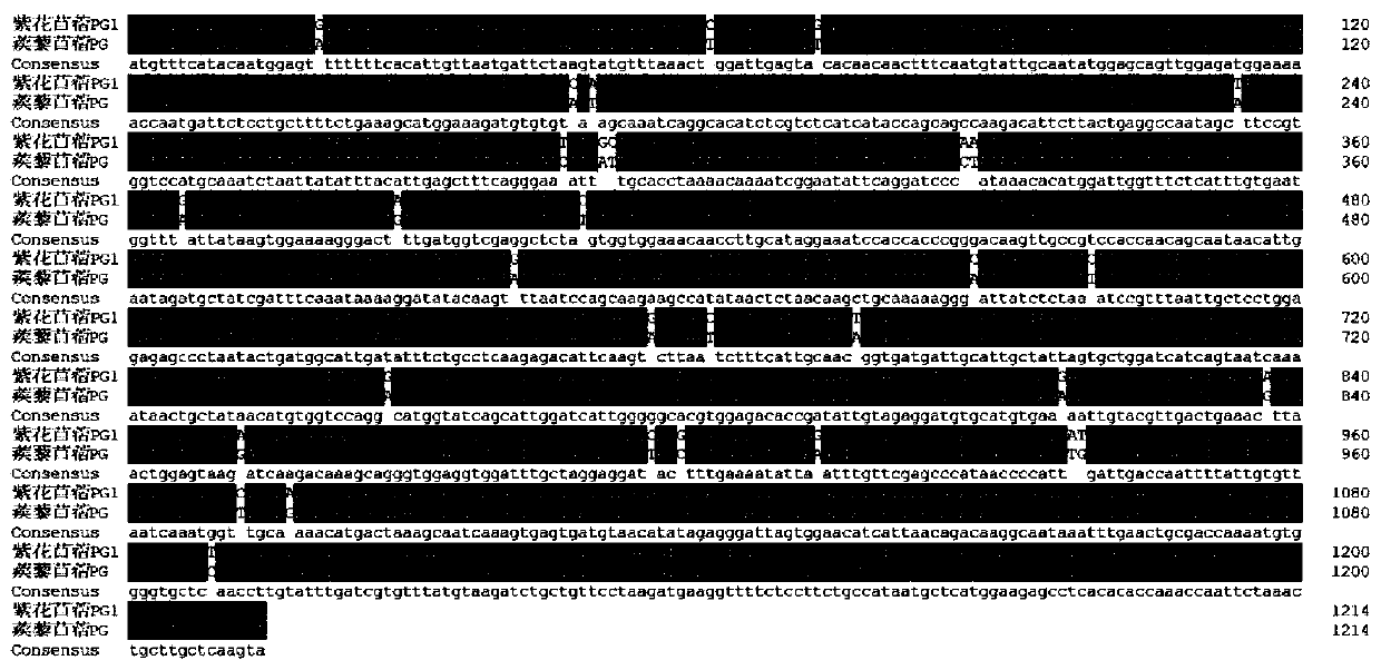 Medicago sativa WL525 polygalacturonase MsPG1 and encoding gene and application thereof