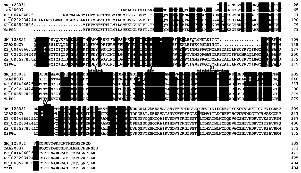 Medicago sativa WL525 polygalacturonase MsPG1 and encoding gene and application thereof