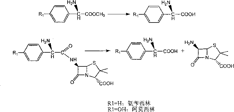 Method for enzymatically synthesizing beta-lactam antibiotic in mixed system of water and organic medium