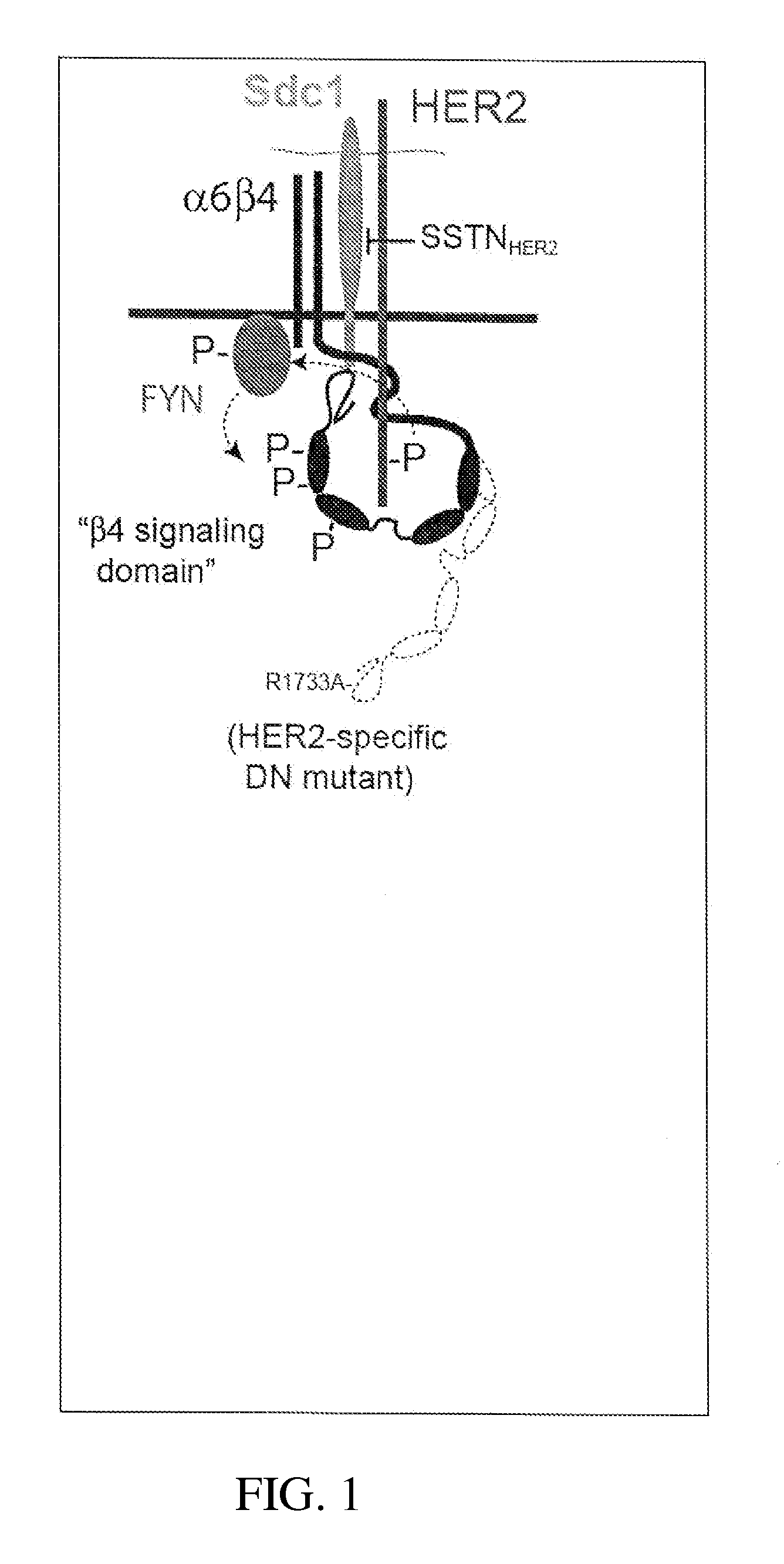 Syndecan peptides and polypeptides as inhibitors of cancer