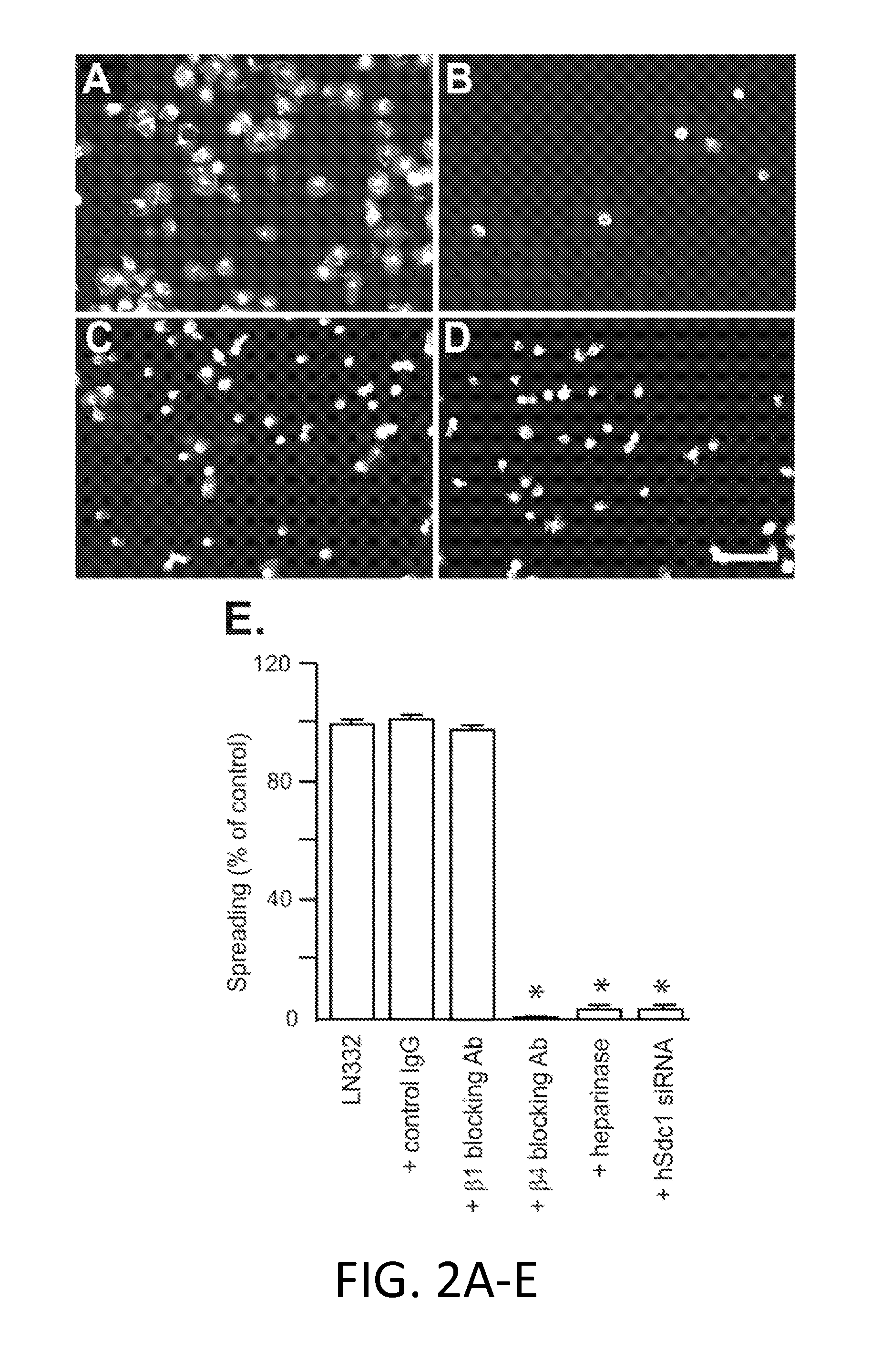 Syndecan peptides and polypeptides as inhibitors of cancer