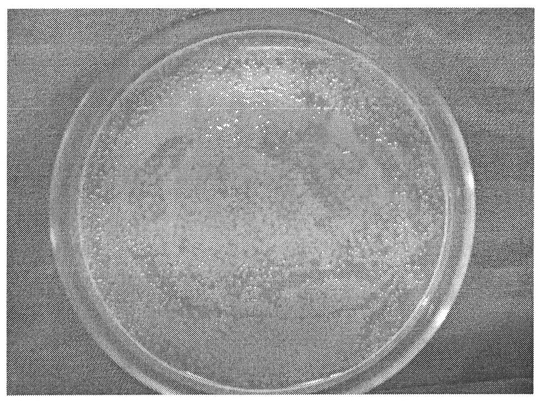 Pseudomonas syringae pv.mori bacterial strain for producing coronatine and method for producing coronatine by fermentation thereof