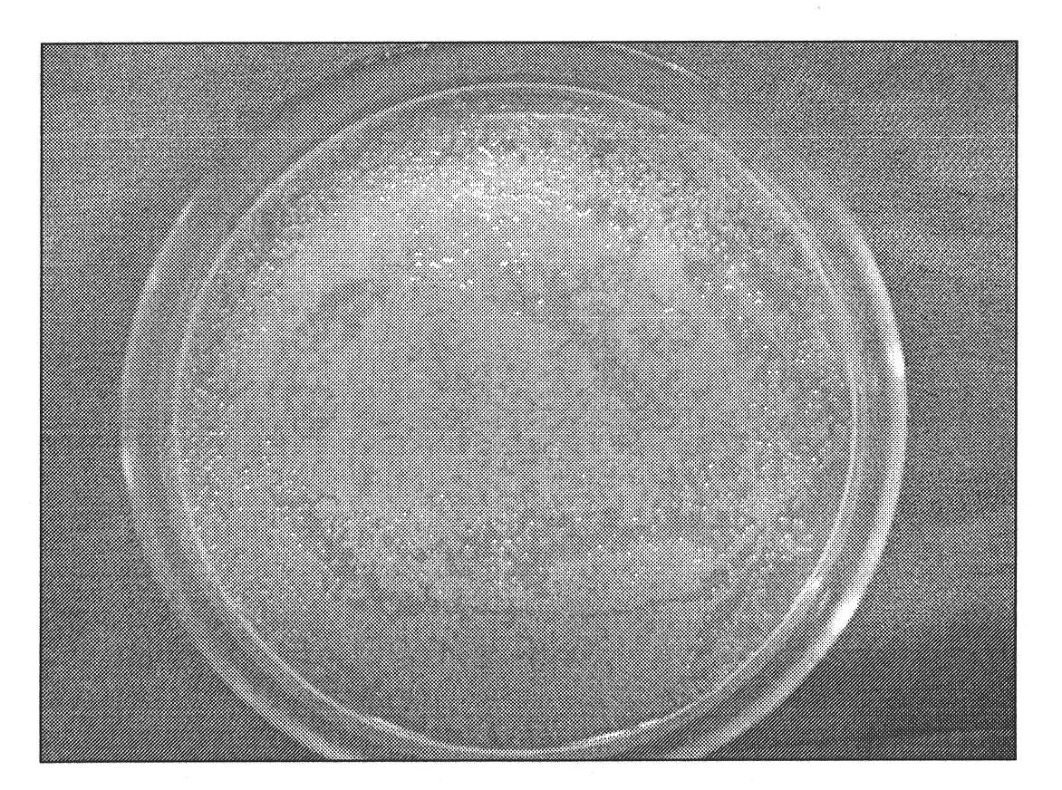 Pseudomonas syringae pv.mori bacterial strain for producing coronatine and method for producing coronatine by fermentation thereof