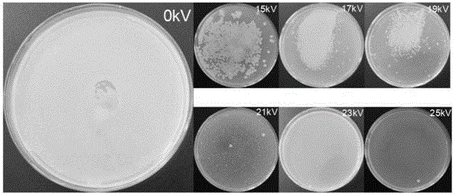 Plasma water preparation method and preparation device for speculum sterilization