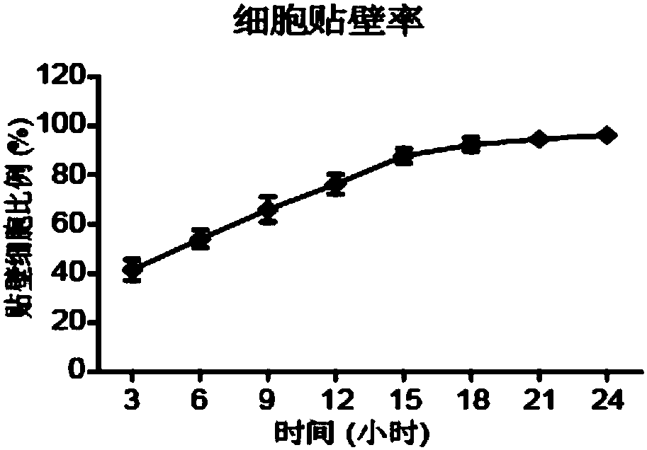 A liver cancer cell line stl-c1 derived from human hepatocellular carcinoma paracancerous tissue and its line establishment method