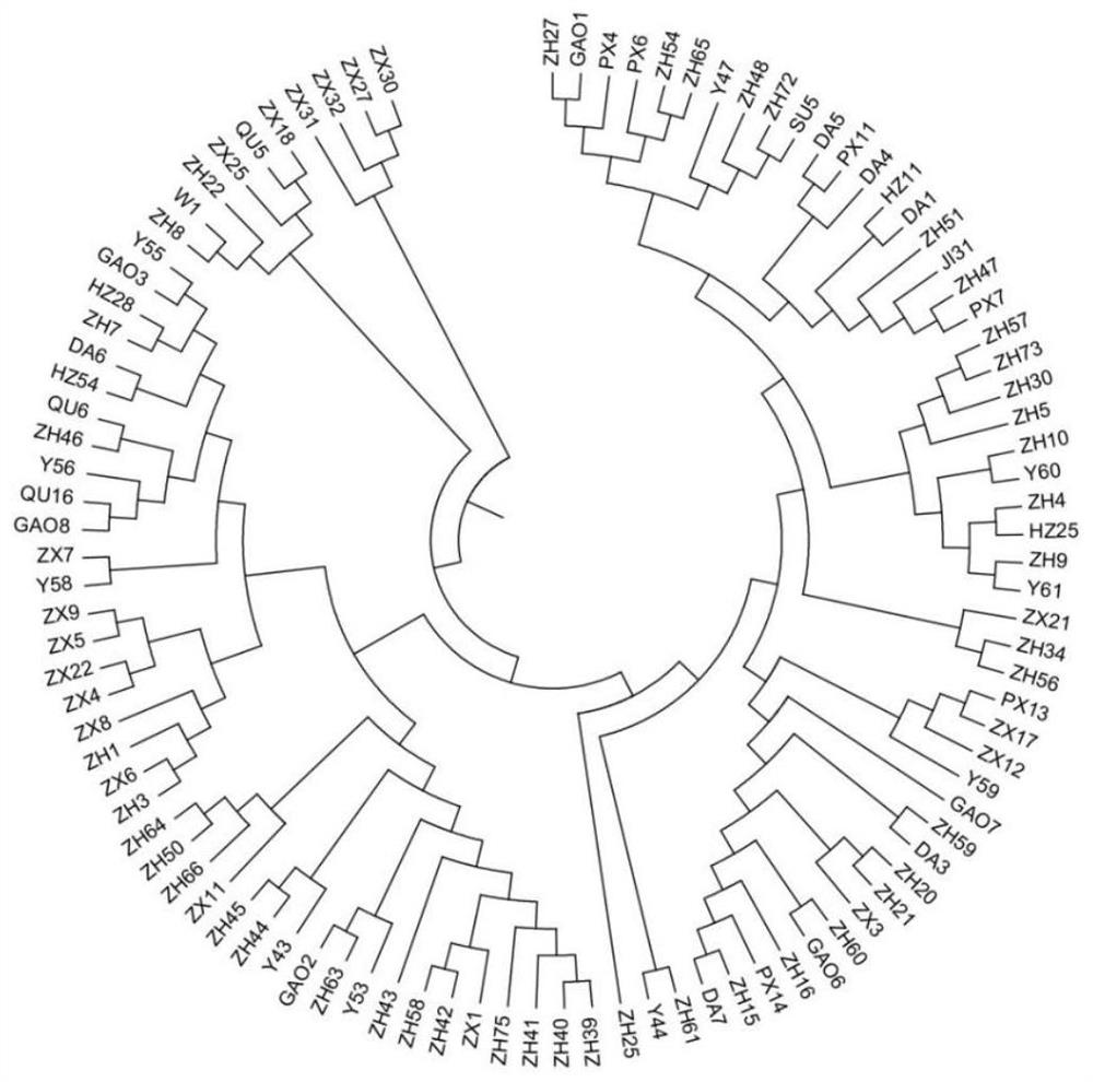 Method for constructing perilla frutescens core germplasm resource library based on SRAP molecular marker