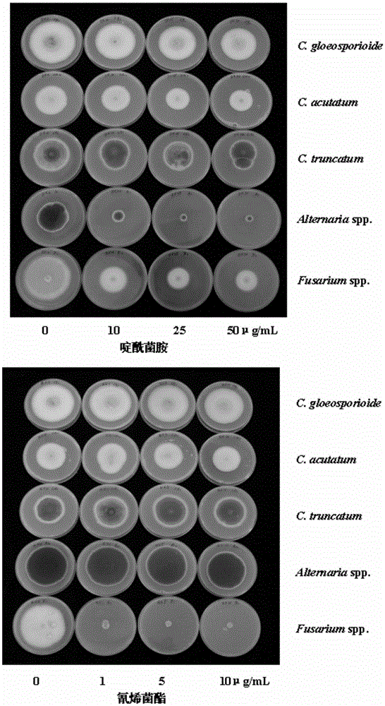 A kind of fungicide composition and its application in the separation of anthracnose bacteria