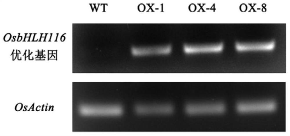 Application of gene encoding osbhlh116 protein, recombinant vector and recombinant bacteria in regulating rice plant type